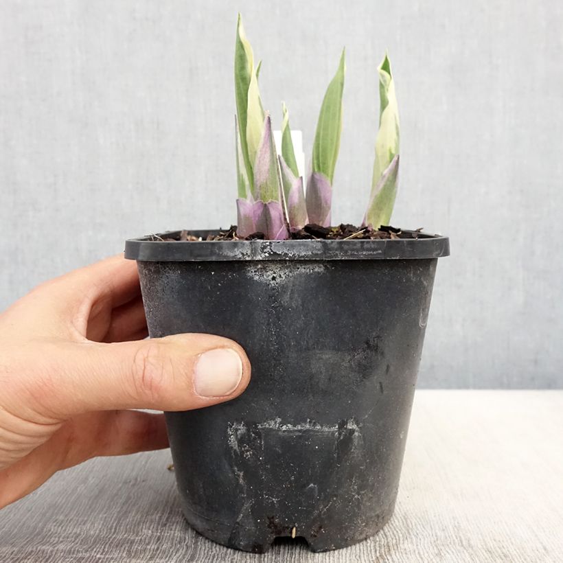 Amostra de Hosta Minuteman Vaso de 1,5 L/2 L tal como entregue na primavera