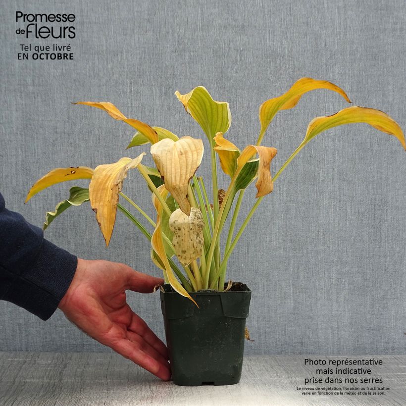 Amostra de Hosta montana Yellow River Vaso de 8/9 cm tal como entregue no outono