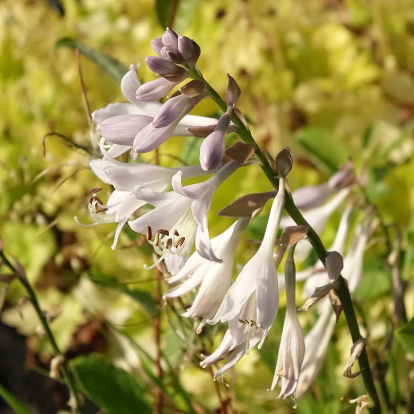 Hosta montana Yellow River (Floração)