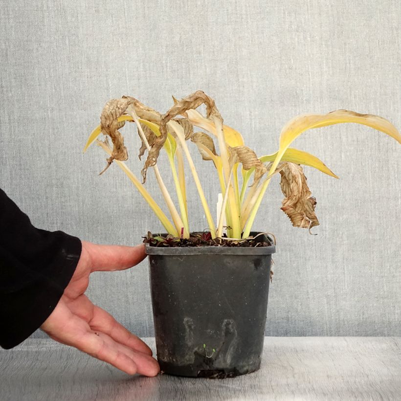 Amostra de Hosta montana Yellow River Pot de 1,5L/2L tal como entregue no outono