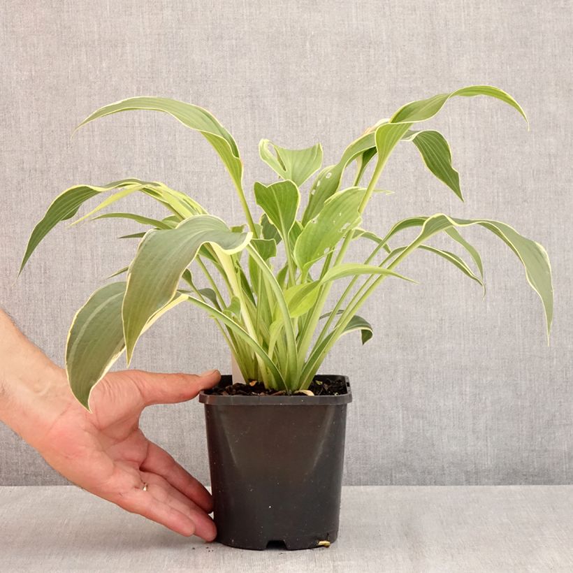 Amostra de Hosta montana Yellow River Vaso de 1,5 L/2 L tal como entregue no verão
