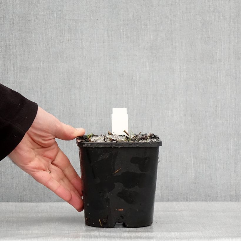 Amostra de Hosta montana Yellow River Vaso de 1,5 L/2 L tal como entregue no inverno