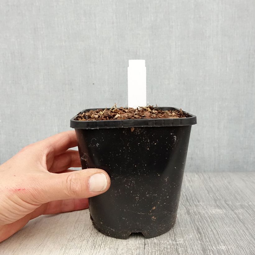 Amostra de Hosta montana Yellow River Vaso de 1,5 L/2 L tal como entregue na primavera