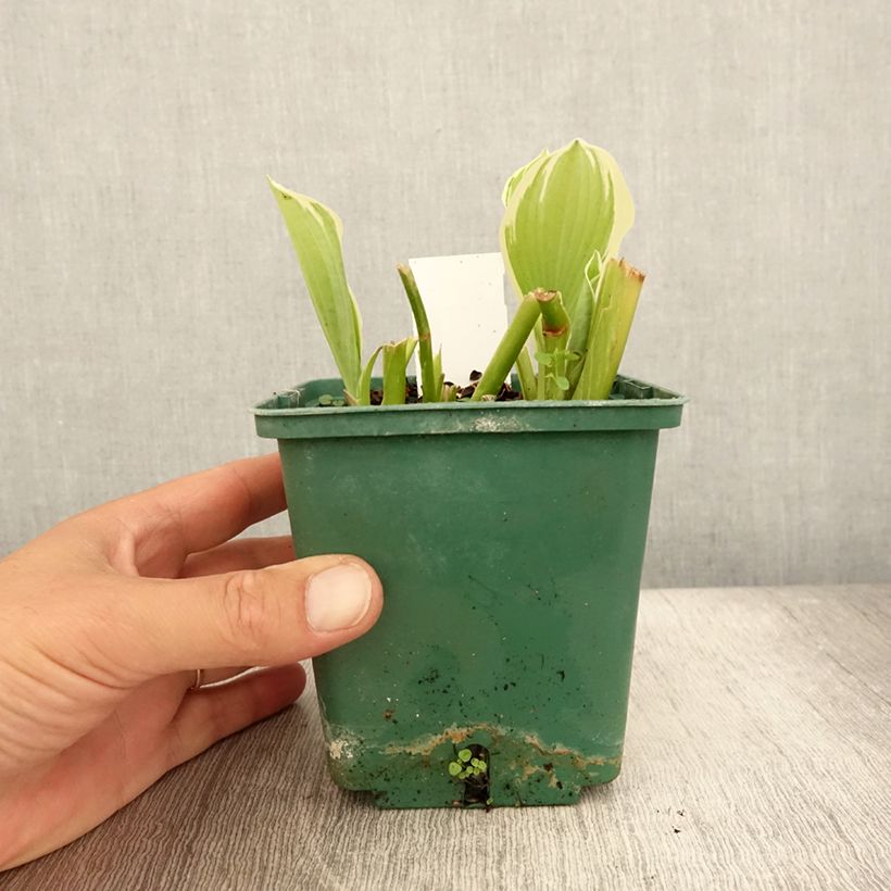 Amostra de Hosta Moonlight Pot de 1L/1,5L tal como entregue no verão