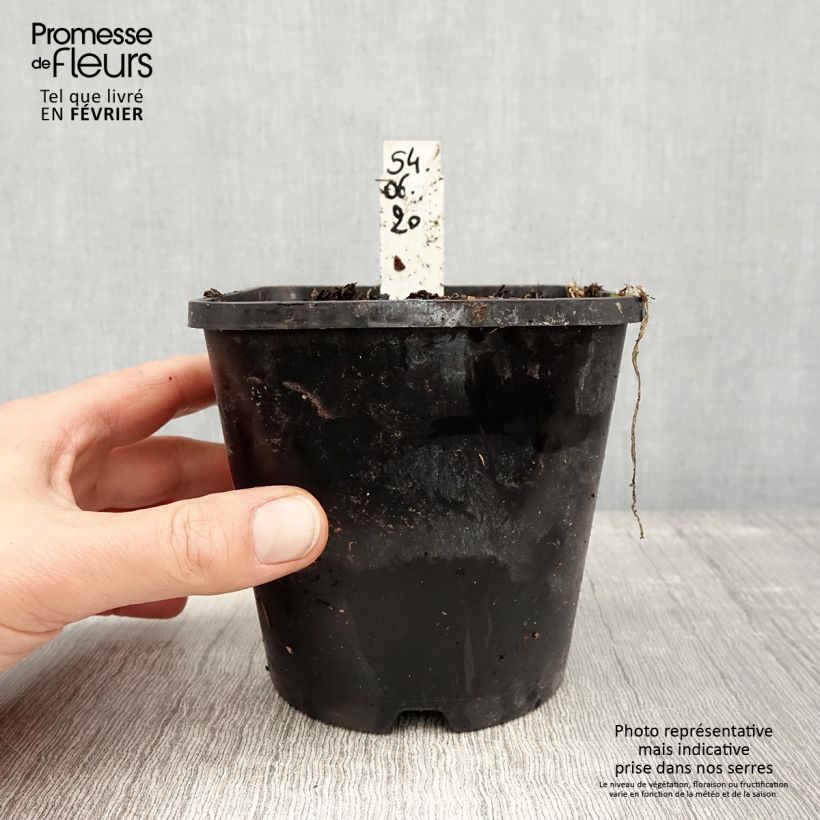 Amostra de Hosta Moulin Rouge Pot de 1,5L/2L tal como entregue no inverno