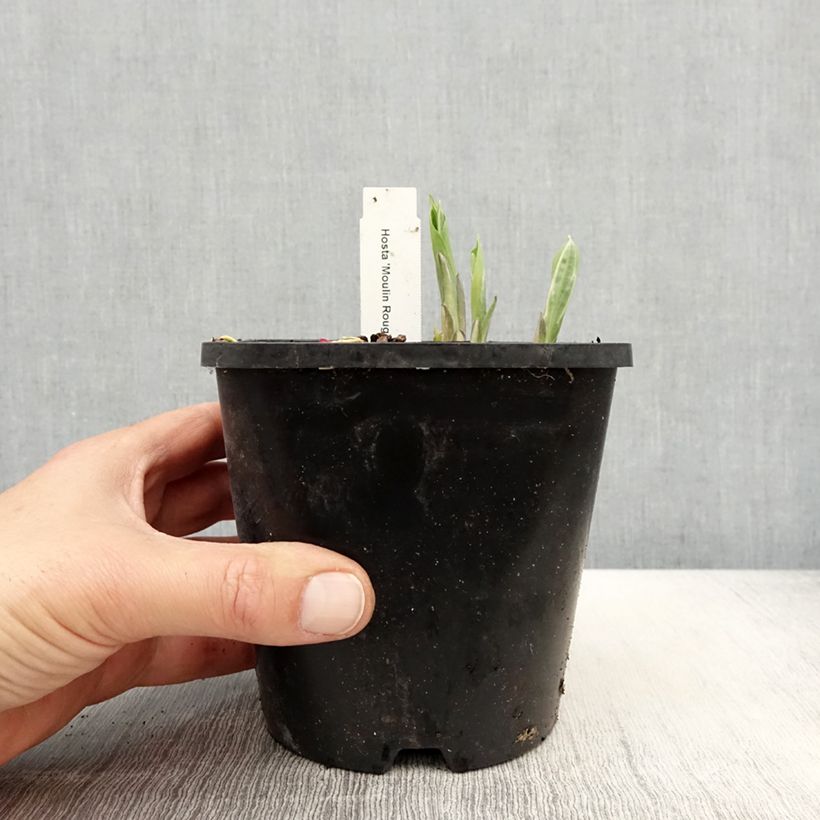 Amostra de Hosta Moulin Rouge Vaso de 1,5 L/2 L tal como entregue na primavera