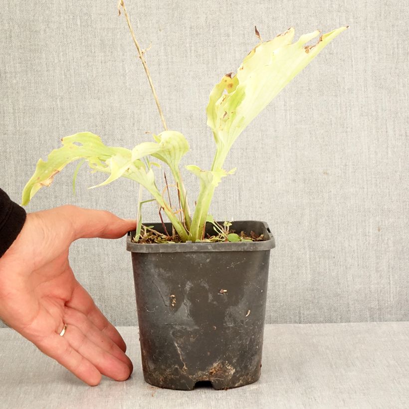 Amostra de Hosta Neptune Vaso de 1,5 L/2 L tal como entregue no outono