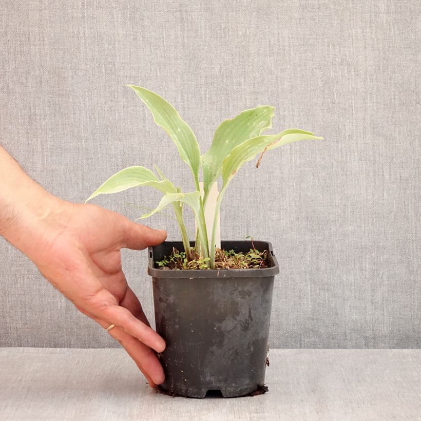 Amostra de Hosta Neptune Vaso de 1,5 L/2 L tal como entregue no verão