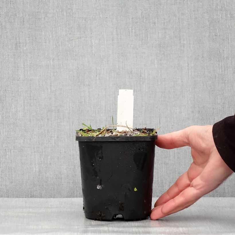 Amostra de Hosta Neptune  Vaso de 1,5 L/2 L tal como entregue no inverno