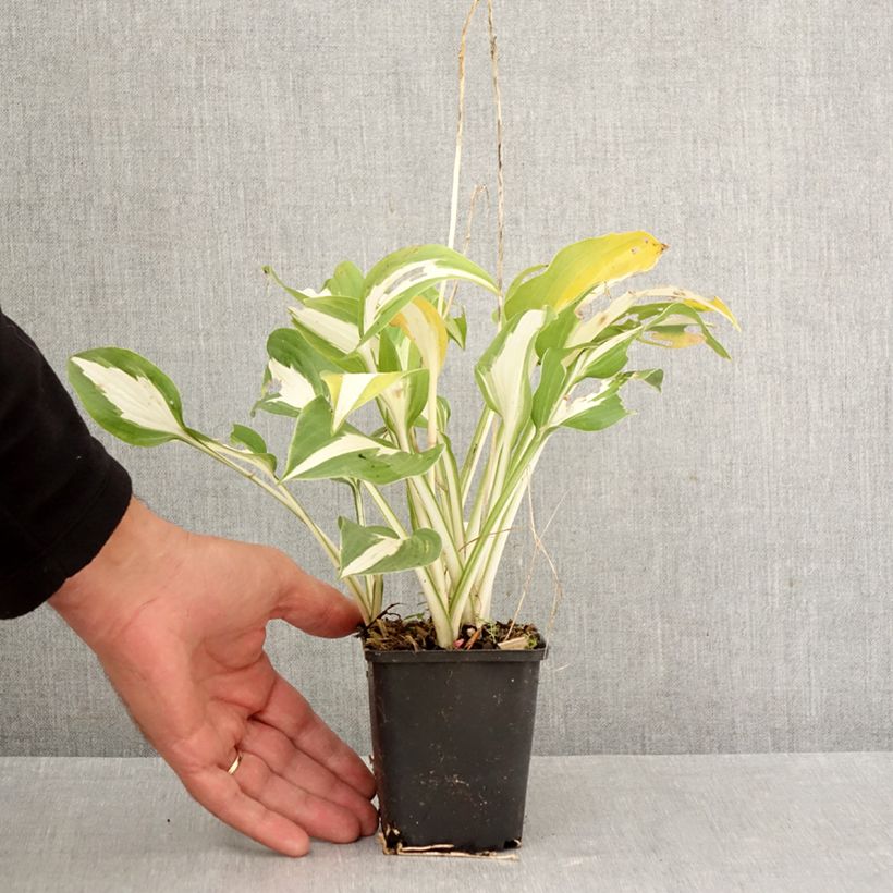 Amostra de Hosta Night Before Christmas Vaso de 8/9 cm tal como entregue no outono