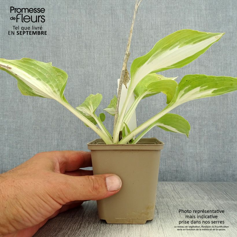 Amostra de Hosta Night Before Christmas Vaso de 8/9 cm tal como entregue no verão
