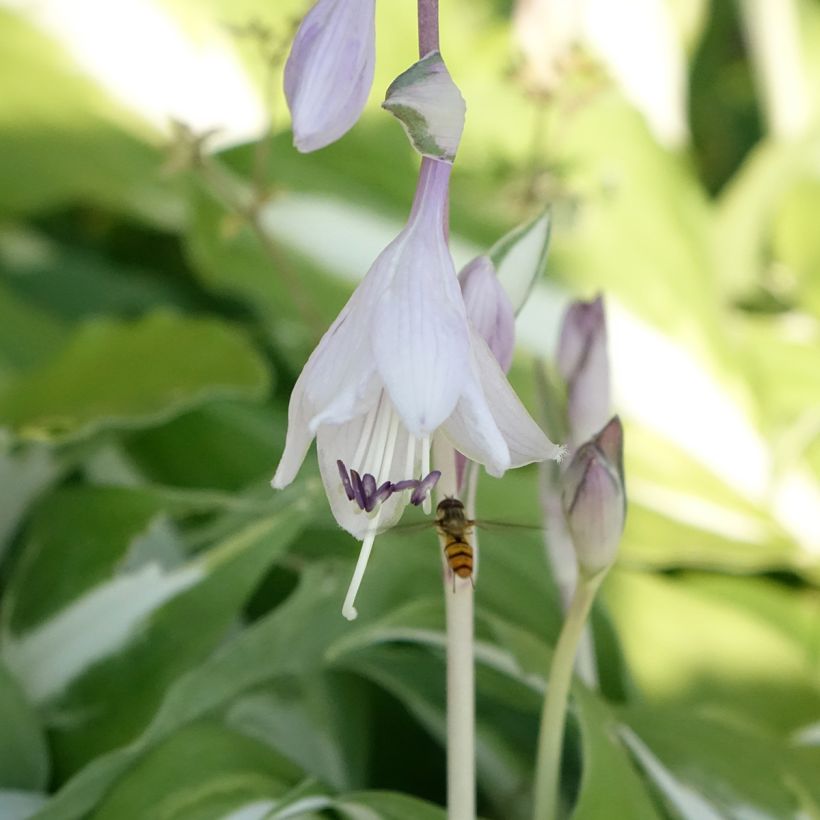 Hosta Night Before Christmas (Floração)