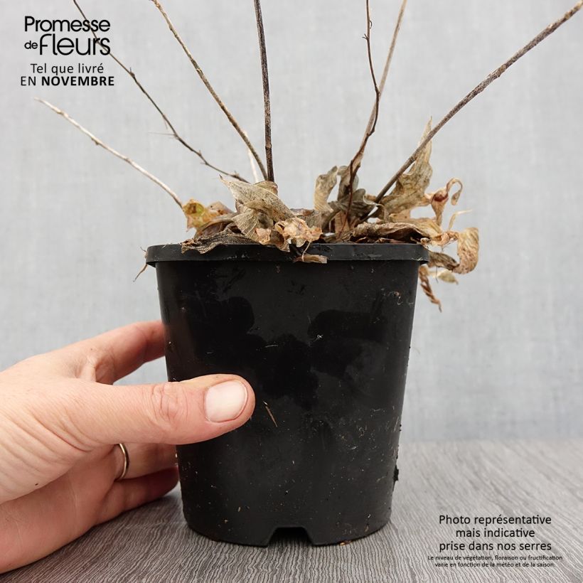 Amostra de Hosta Obi Vaso de 1,5 L/2 L tal como entregue no outono