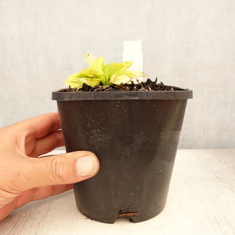 Amostra de Hosta Obi Vaso de 1,5 L/2 L tal como entregue no verão