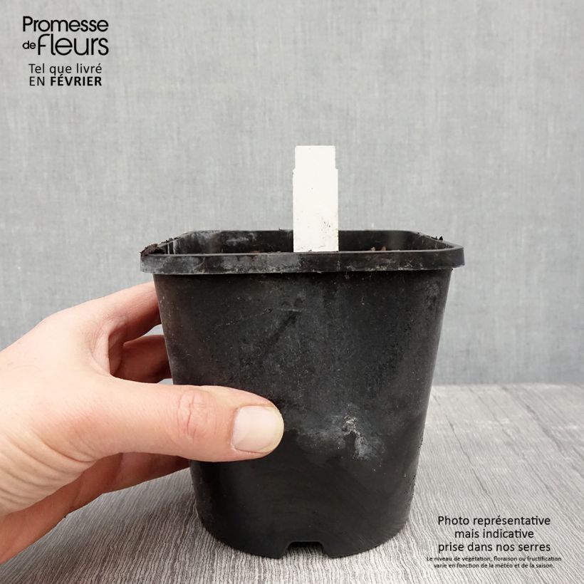 Amostra de Hosta Obi-One Kenobi Pot de 1,5L/2L tal como entregue no inverno