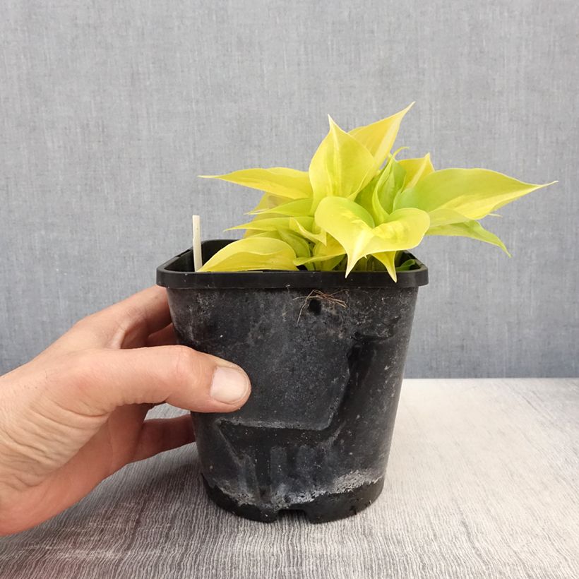 Amostra de Hosta Obi Vaso de 1,5 L/2 L tal como entregue na primavera