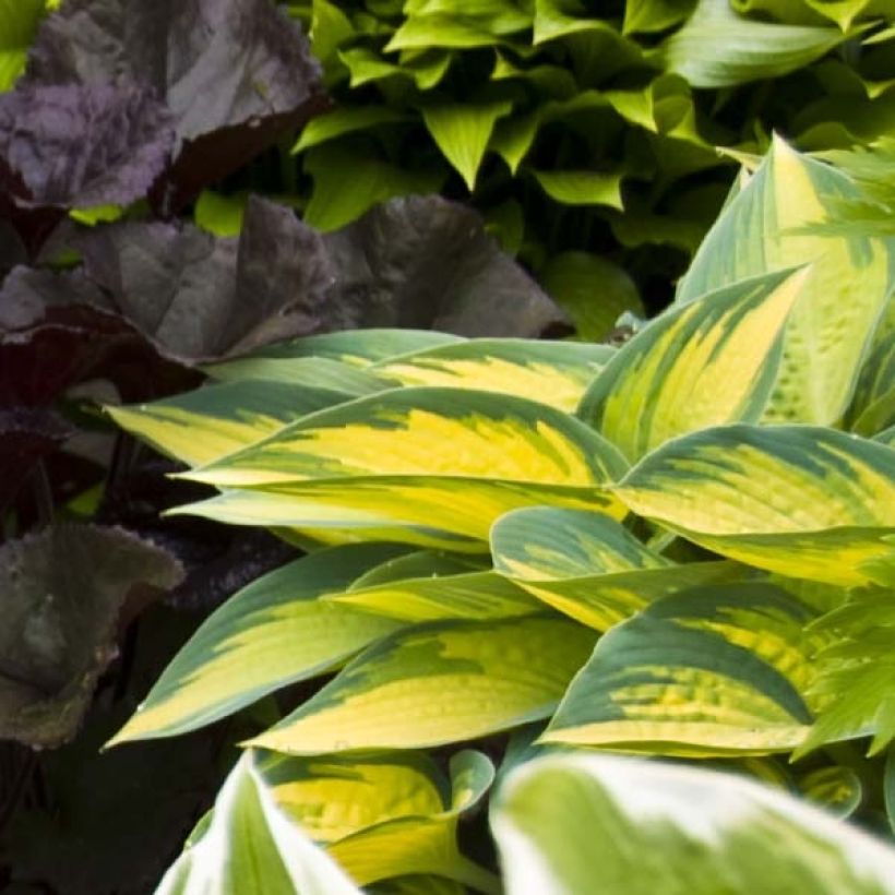 Hosta On Stage (Folhagem)