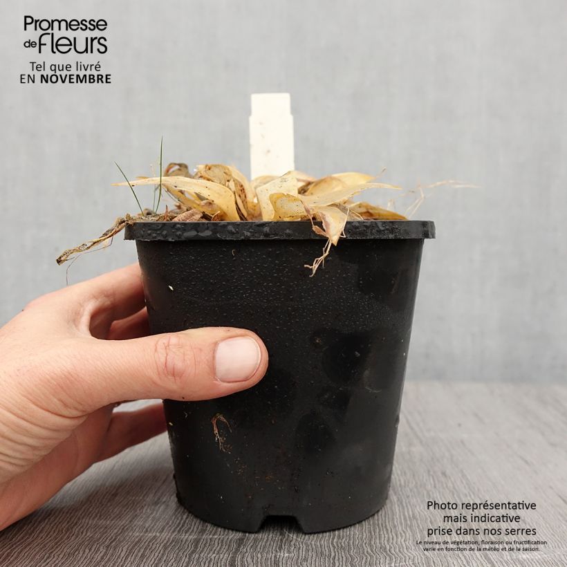 Amostra de Hosta tardiana Orange Star Vaso de 1,5 L/2 L tal como entregue no outono