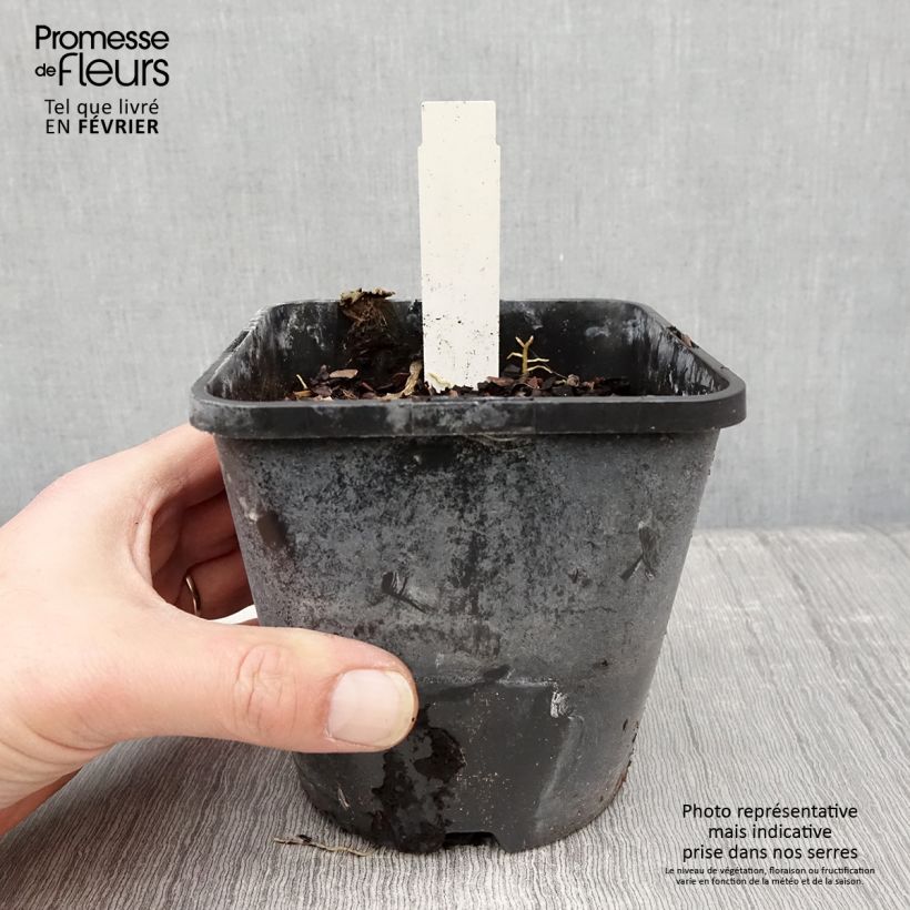 Amostra de Hosta tardiana Orange Star Vaso de 1,5 L/2 L tal como entregue no inverno