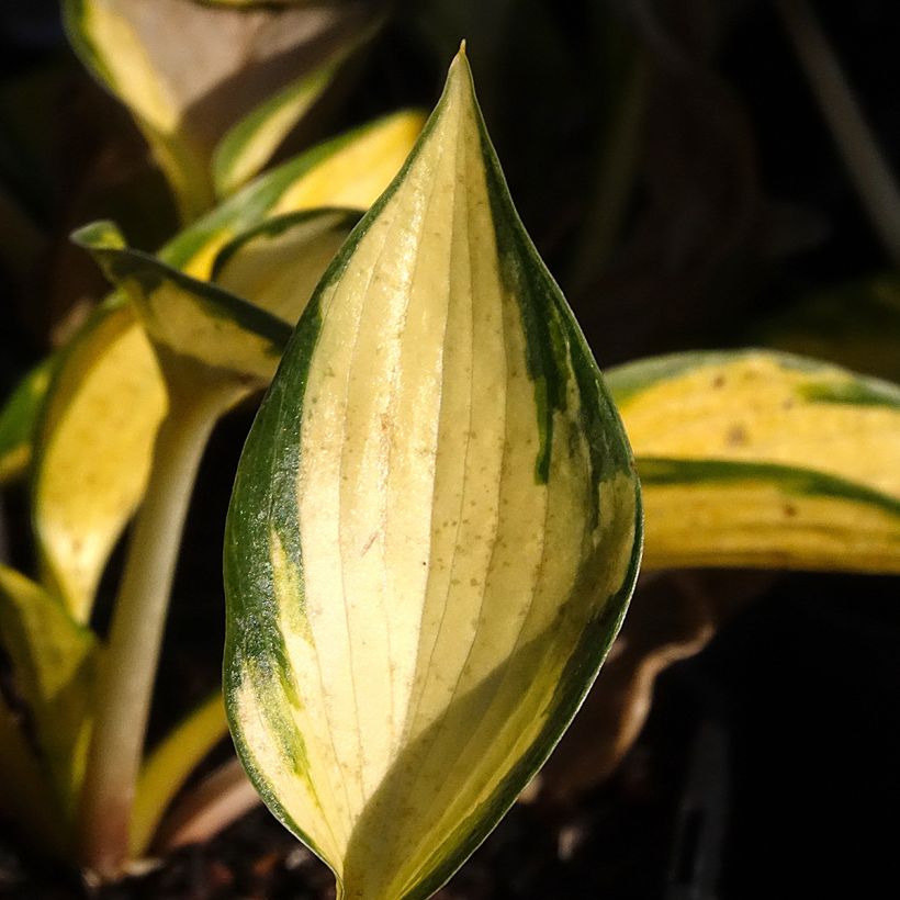 Hosta tardiana Orange Star (Folhagem)