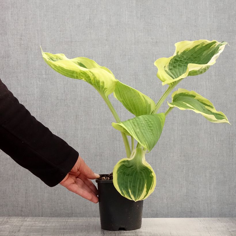 Amostra de Hosta Orion's Belt Vaso de 1,5 L/2 L tal como entregue na primavera