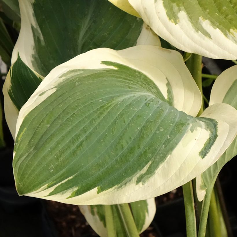 Hosta Orion's Belt (Folhagem)
