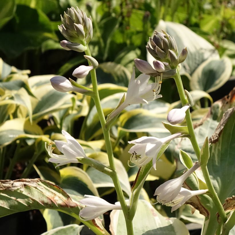Hosta Orion's Belt (Floração)