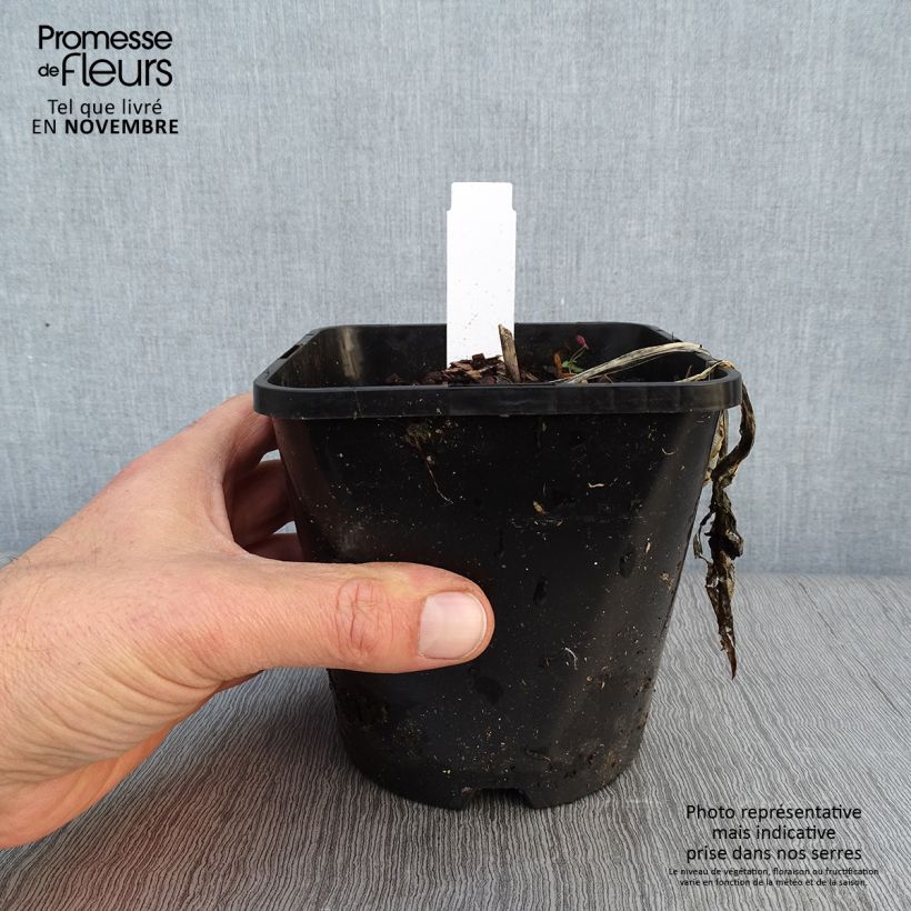 Amostra de Hosta Fireworks Vaso de 1,5 L/2 L tal como entregue no outono