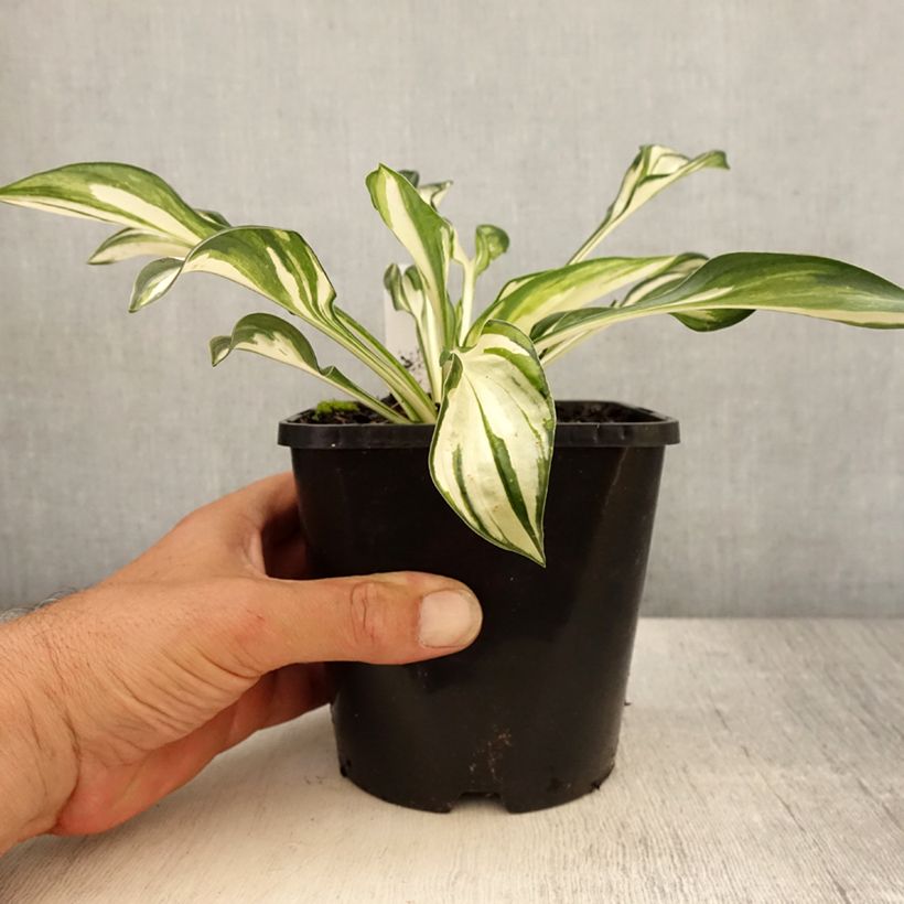 Amostra de Hosta Fireworks Vaso de 1,5 L/2 L tal como entregue no verão