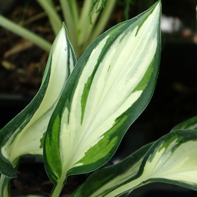 Hosta Fireworks (Folhagem)