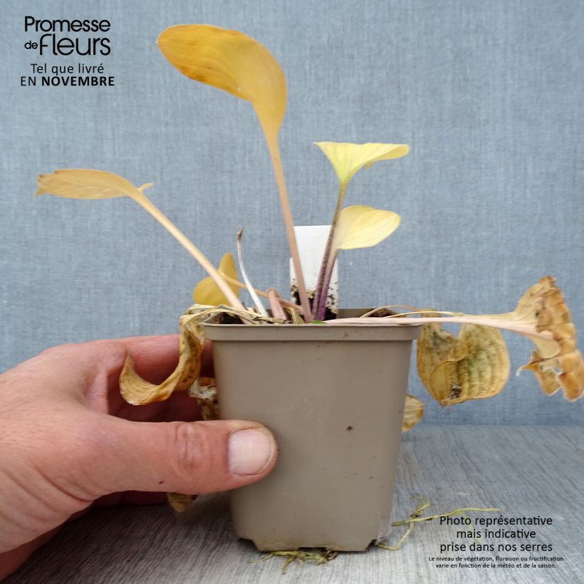 Amostra de Hosta Paradise Island Vaso de 8/9 cm tal como entregue no outono