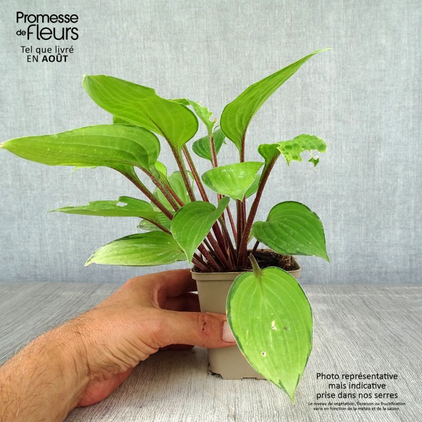 Amostra de Hosta Paradise Island Vaso de 8/9 cm tal como entregue no verão