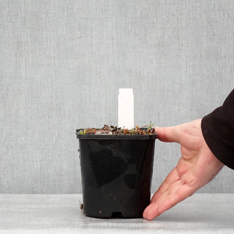 Amostra de Hosta Paradise Island Pot de 1,5L/2L tal como entregue no inverno