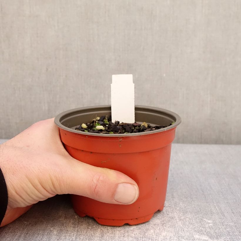 Amostra de Hosta Party Streamers Vaso de 12 cm/13 cm tal como entregue no inverno