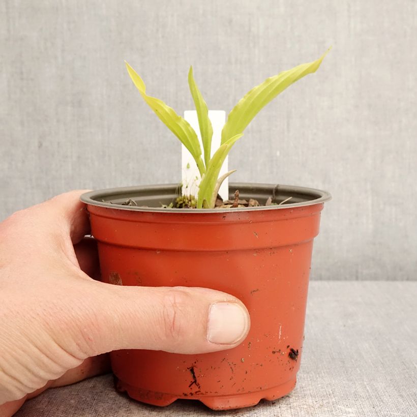Amostra de Hosta Party Streamers Vaso de 12 cm/13 cm tal como entregue na primavera