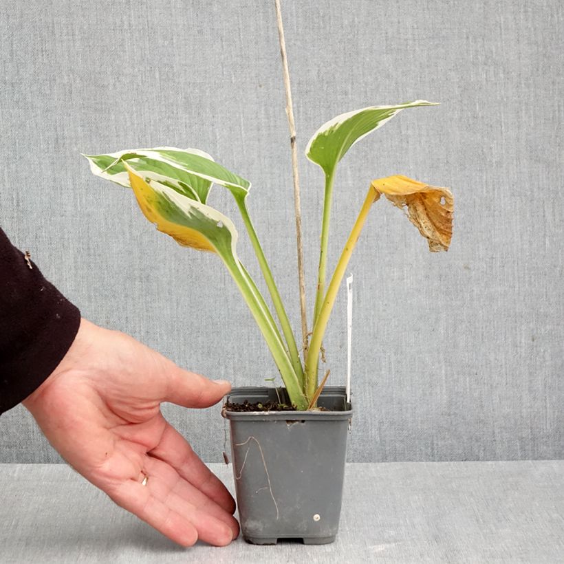 Amostra de Hosta fortunei Patriot's Fire Vaso de 8/9 cm tal como entregue no outono