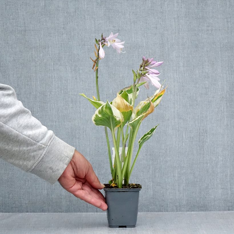 Amostra de Hosta fortunei Patriot's Fire Vaso de 8/9 cm tal como entregue no verão