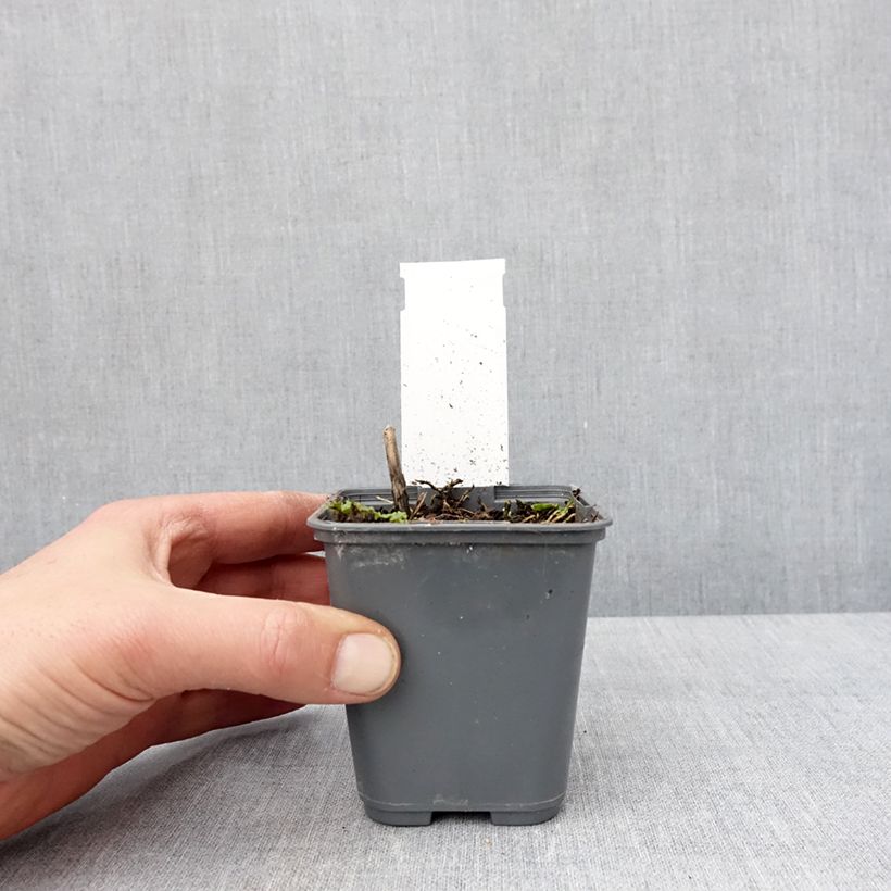 Amostra de Hosta Patriot s Fire Godet de 8/9 cm tal como entregue no inverno