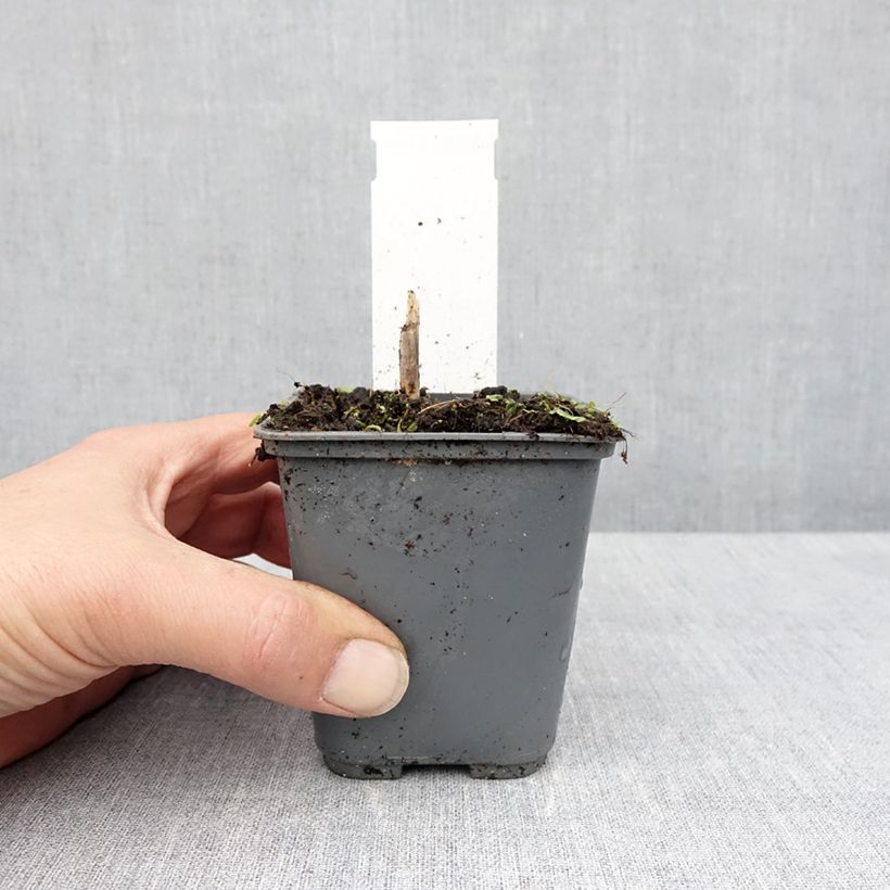 Amostra de Hosta fortunei Patriot's Fire Vaso de 8/9 cm tal como entregue na primavera