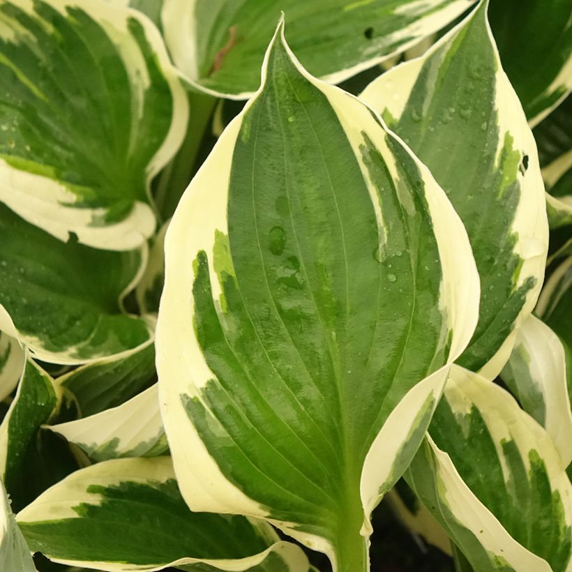 Hosta fortunei Patriot's Fire (Folhagem)