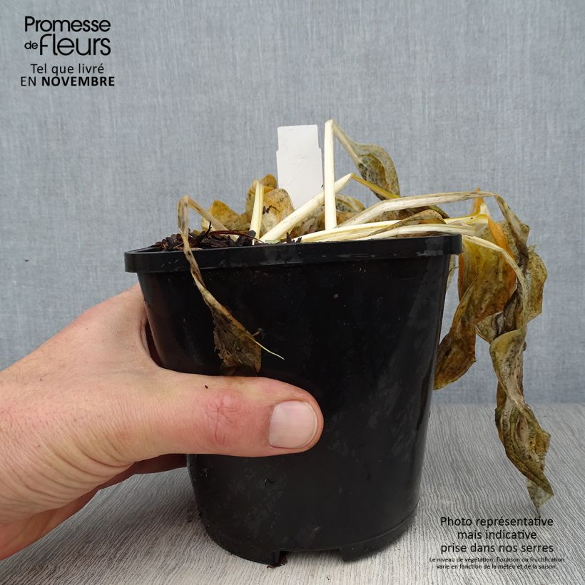 Amostra de Hosta Paul Revere Vaso de 1,5 L/2 L tal como entregue no outono