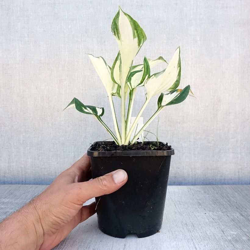 Amostra de Hosta Paul Revere Vaso de 1,5 L/2 L tal como entregue no verão