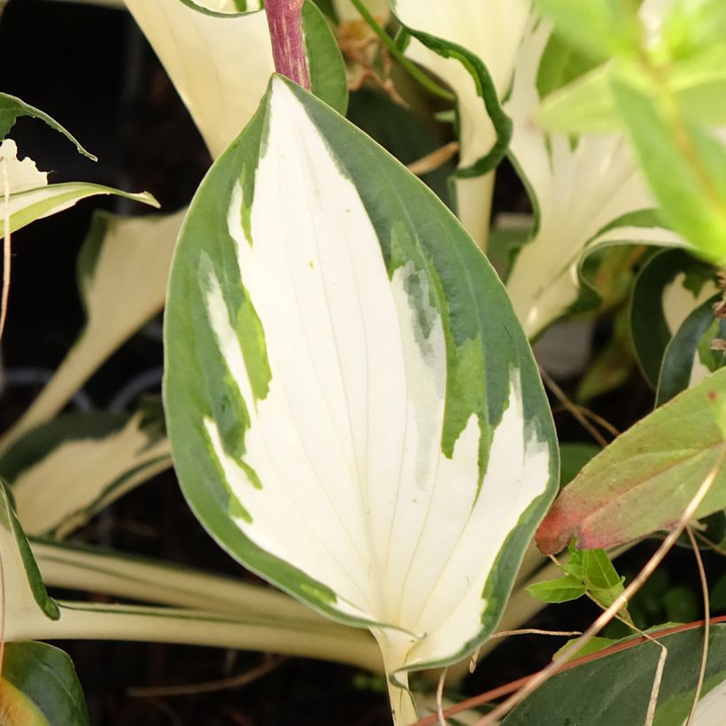 Hosta Paul Revere (Folhagem)