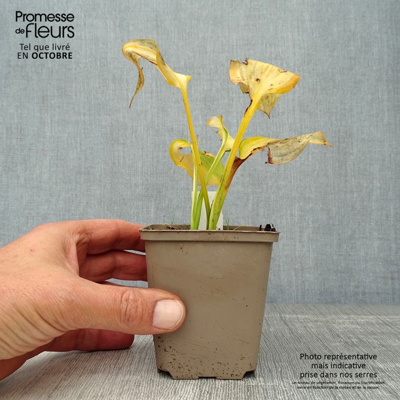 Amostra de Hosta Paul's Glory Vaso de 8/9 cm tal como entregue no outono