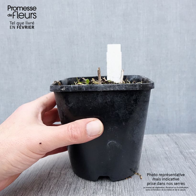 Amostra de Hosta Pin Up Pot de 1,5L/2L tal como entregue no inverno