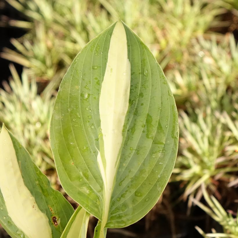 Hosta Pin Up (Folhagem)