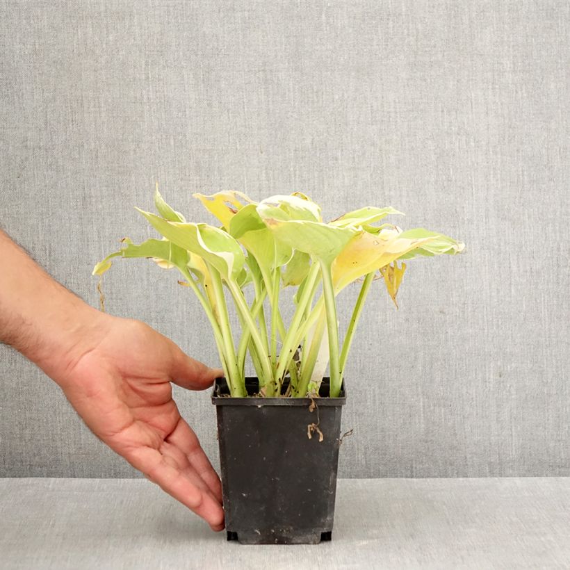 Amostra de Hosta Pizzazz Vaso de 8/9 cm tal como entregue no outono