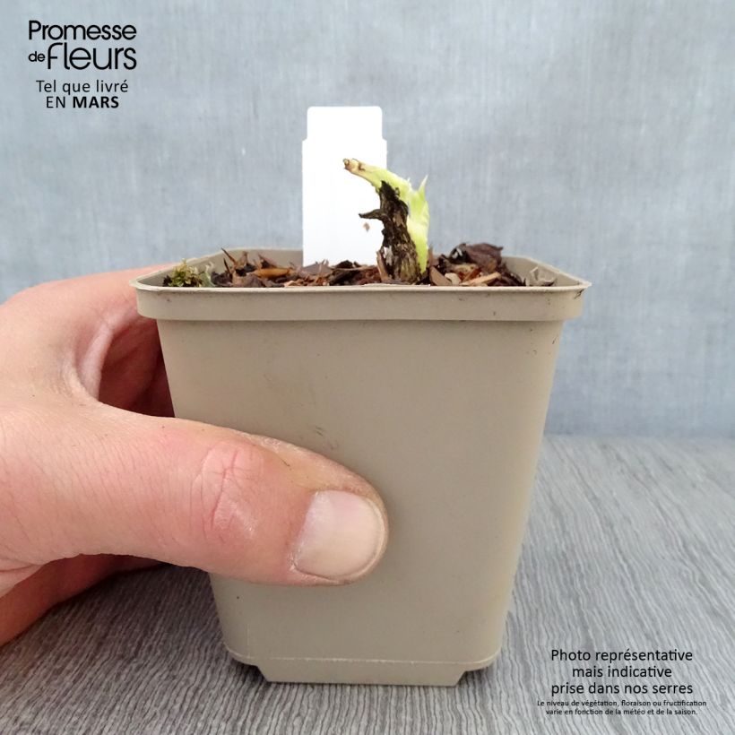 Amostra de Hosta plantaginea Grandiflora Vaso de 8/9 cm tal como entregue na primavera