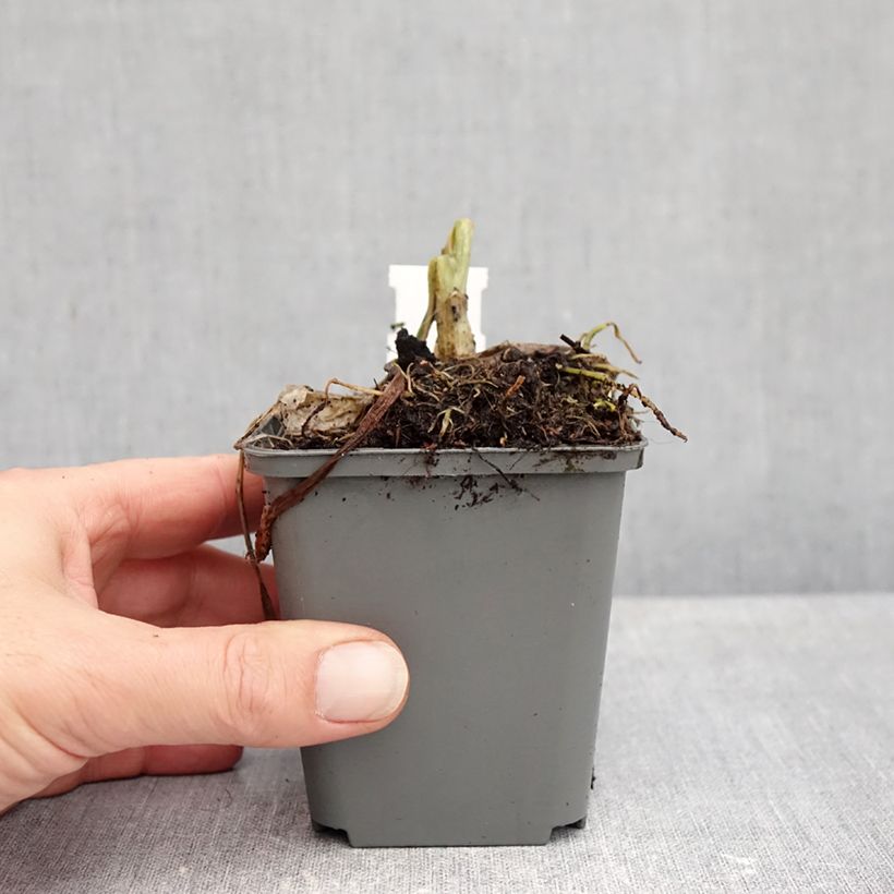 Amostra de Hosta plantaginea Grandiflora Vaso de 8/9 cm tal como entregue no outono