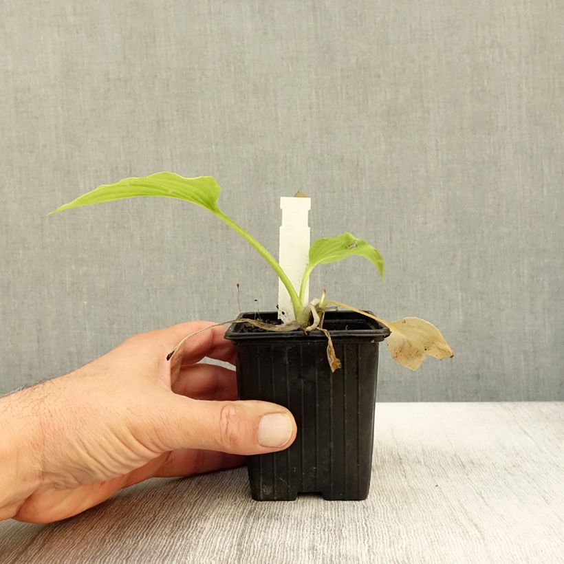 Amostra de Hosta plantaginea var. japonica Godet de 8/9 cm tal como entregue no outono